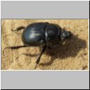 Typhoeus typhoeus - Stierkaefer w01.jpg